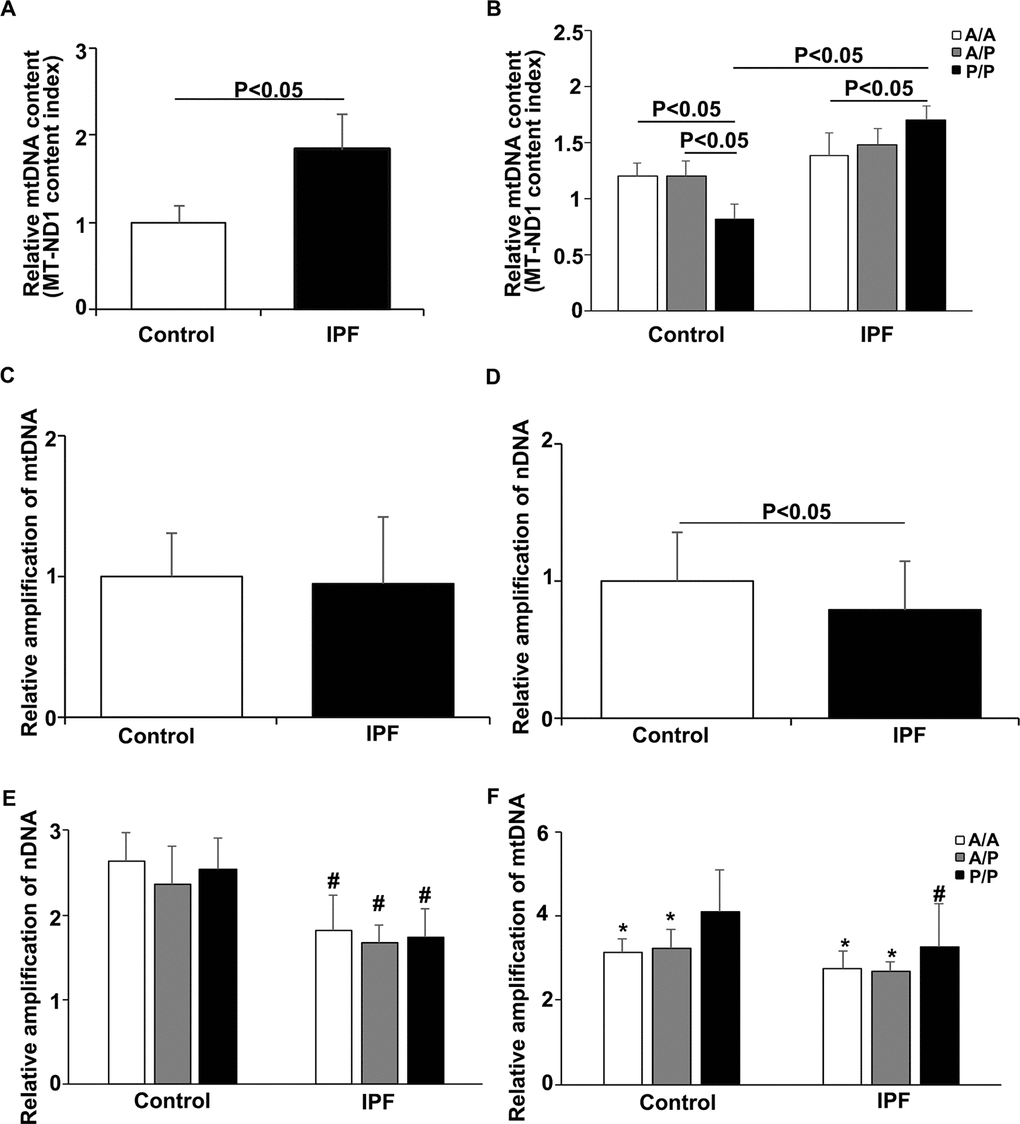 Relationship between the AluYb8MUTYH genotype and mtDNA state in the IPF patients and healthy controls. (A) The MT-ND1 content index was increased in the IPF patients, PB) The MT-ND1 content index of the P/P patients was significantly higher than that of the healthy controls with the same genotype, PC) Relative amplification of mtDNA in the IPF patients and healthy controls. (D) Relative amplification of nDNA in the IPF patients and healthy controls. (E) Relative amplification of nDNA in patients with different AluYb8MUTYH genotypes. (F) Relative amplification of mtDNA in patients with different AluYb8MUTYH genotypes. * A significant difference compared to P/P. # A significant difference compared to the healthy controls with the same genotype, P