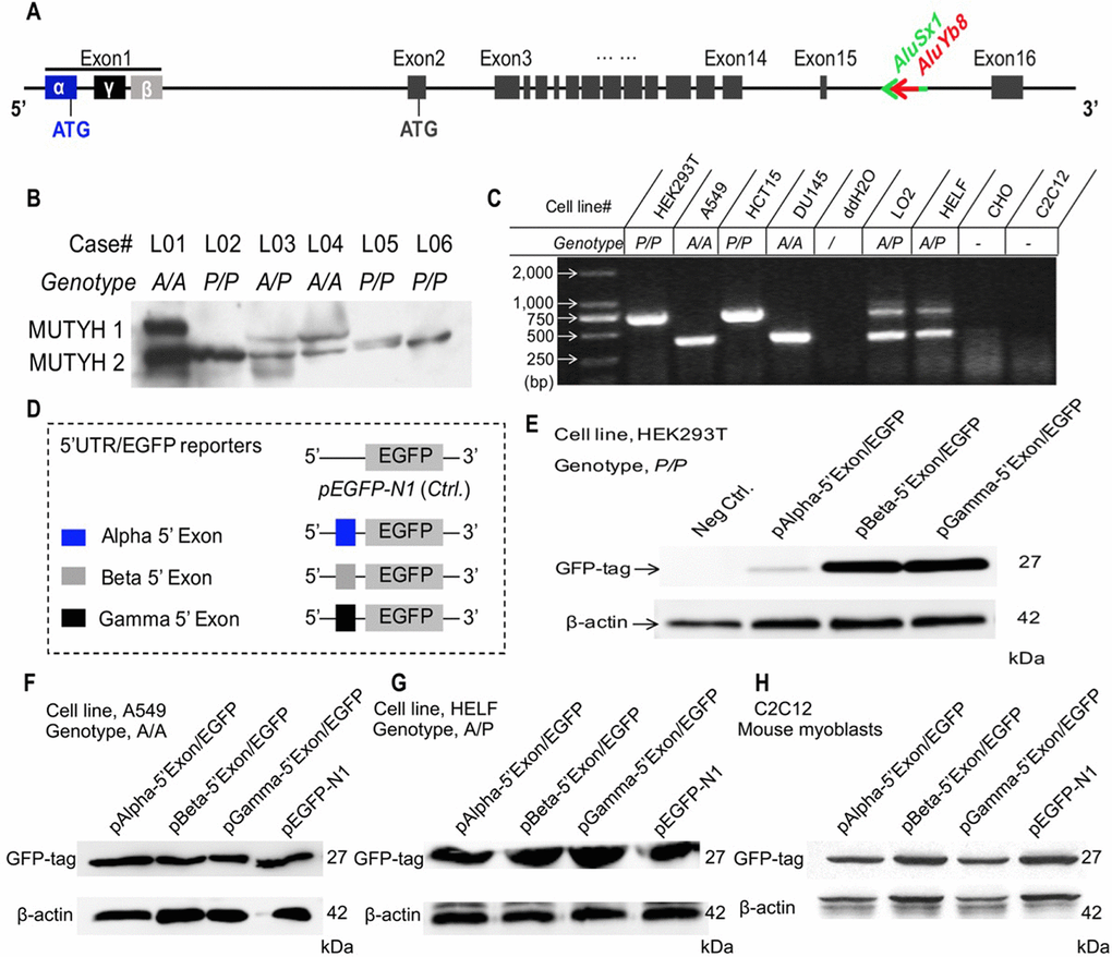 Association of the AluYb8 insertion with altered protein expression patterns. (A) Schematic representation of the genomic structure of the MUTYH gene. The AluYb8 element is inserted into existing AluSx1 sequences in the MUTYH 15th intron and is clearly marked by a red arrow. AluSx1 sequences are depicted with a bright green arrow. Exons are shown with black boxes. (B) Representative immunoblotting result showing the altered MUTYH protein expression pattern in human lung tissue cells with the mutant genotype (P/P). The two major MUTYH isoforms (MUTYH 1 and MUTYH 2) are indicated. β-actin was used as a protein loading control. The case IDs and their genotypes are shown. (C) AluYb8MUTYH genotyping of experimental cultured cell lines. (D) Schematic representation of the pEGFP cloned constructs with different 5’ exon (1st exon) sequences from the MUTYH gene. The 5’ exon sequences of the α, β and γ MUTYH transcripts are depicted as blue, gray and black boxes, respectively. (E–H) Representative immunoblotting results for GFP expression in the reporter gene system. The GFP reporter protein of the recombinant protein with the 5’ exon from the α MUTYH transcript was observed in the A549 (A/A genotype) and HELF (A/P genotype) human cell lines and the C2C12 (mouse myoblasts) cell line but not in human cells (HEK293T) with the mutant (P/P) genotype. GFP reporters from the recombinant vector with the 5’ exon of the β and γ MUTYH transcripts were expressed in all cultured cells. β-actin was used as a protein loading control.