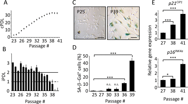 Replicative senescence of TIG-3 cells. Cumulative (A) and individual (B) population doubling level (PDL) of TIG-3 cells were measured. (C) Pictures of SA-β-Gal positive cells (blue) at passage25 (P25) and 39 (P39) were taken. Scale bars represent 100 μm. (D) The percentage of SA-β-Gal positive cells were quantified at different passages. (E) p21CIP1 (upper panel) and p16INK4a (bottom panel) genes expression at different passages were analyzed by qPCR. The lowest expression level was set to 1. Three independent proliferation assays were performed. n.s., not significant, *pt test.
