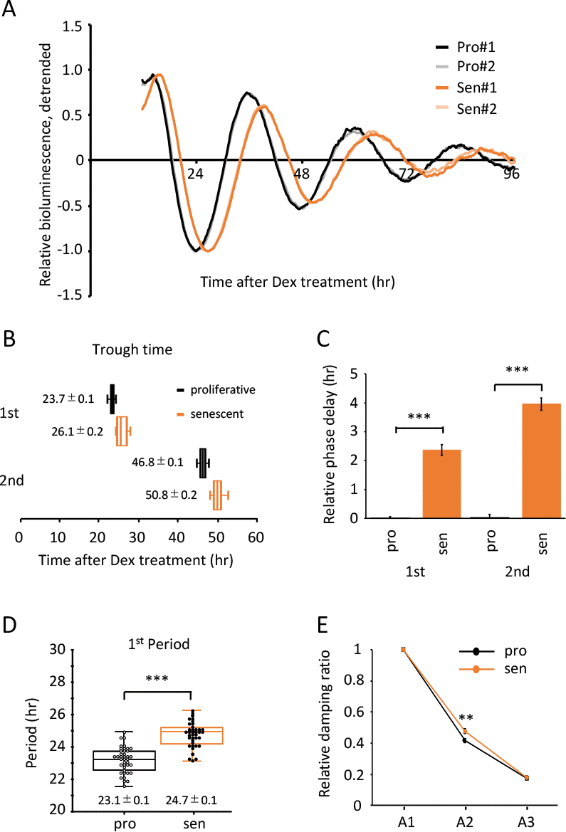 Alteration of circadian clock in the senescent cells was observed by a Dex-induced entrainment. (A) Relative oscillation patterns of luciferase in the proliferative and senescent cells were monitored by using a real-time luciferase monitoring system. Lowest intensity of each sample was set to -1. (B) Box-whisker plots of trough-times are displayed, n=41. Values are mean ± SEM. (C) Relative trough-time differences were measured, n=41. (D) Box-whisker plots of period lengths in the proliferative (pro) and senescent (sen) cells are displayed, n=41. Values are mean ± SEM. (E) Relative damping ratio in the proliferative (pro) and the senescent (sen) cells were analyzed. Data are mean ± SEM. See Fig.S3 for more information. *pt test.