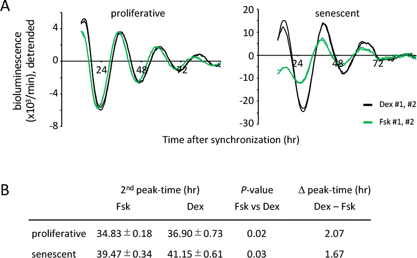 Input pathways to the oscillator of circadian clocks are comparable between the proliferative and senescent cells. (A) Oscillation patterns of luciferase synchronized by dexamethasone (Dex) or forskolin (Fsk) were monitored by using a real-time luciferase monitoring system. Three independent experiments were performed. (B) Summary of peak-times and the difference of peak-time in the proliferative and senescent cells shown in (A). Statistical analyses were performed by Student’s two-tailed t test, n=8.