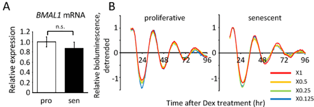 Infection efficiency does not affect the oscillation patterns of luciferase. (A) BMAL1 mRNA levels in the proliferative (pro) and senescent (sen) TIG-3 cells were quantified by qPCR. Each sample was normalized by 18S rRNA. p = 0.47; n.s., not significant; by Student’s two-tailed t test; n=3. Three independent experiments were performed. (B) Relative oscillation patterns of luciferase in serially diluted virus-infected TIG-3 cells are shown. Highest intensity of each sample was set to 1. Two independent experiments were performed.