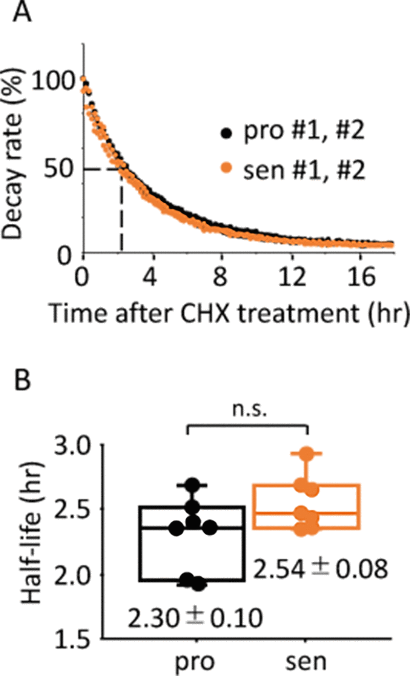 Half-life of luciferase activity is comparable between the proliferative and senescent cells. (A) Representative results of activity decay of luciferase in the proliferative (pro) and senescent (sen) cells are shown. Two independent experiments were performed. (B) Half-life of luciferase activity in the proliferative and senescent cells were quantified. Values are mean ± SEM. p = 0.09; n.s., not significant; n=7, by Student’s two-tailed t test.