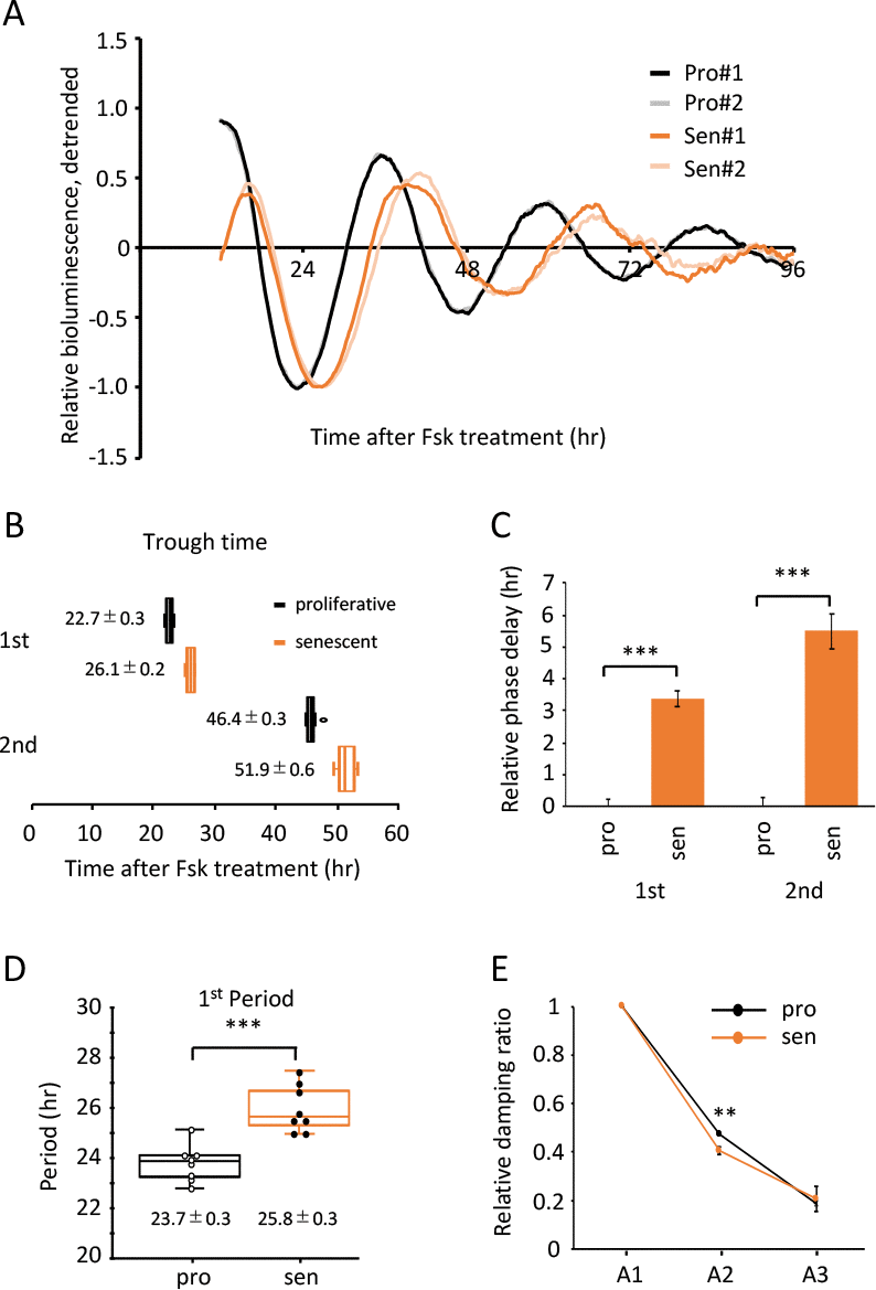 Alteration of circadian clock in the senescent cells was also observed by a Fsk-induced entrainment. (A) Relative oscillation patterns of luciferase in the proliferative (pro) and senescent (sen) cells entrained by Fsk were monitored by using a real-time luciferase monitoring system. Lowest intensity of each sample was set to -1. (B) Box-whisker plots of trough-times are displayed, n=8. Values are mean ± SEM. (C) Relative trough-time differences were measured, n=8. (D) Box-whisker plots of period lengths in the proliferative (pro) and senescent (sen) cells are displayed, n=8. Values are mean ± SEM. (E) Relative damping ratio in the proliferative (pro) and the senescent (sen) cells are analyzed. Data are mean ± SEM. **pt test.