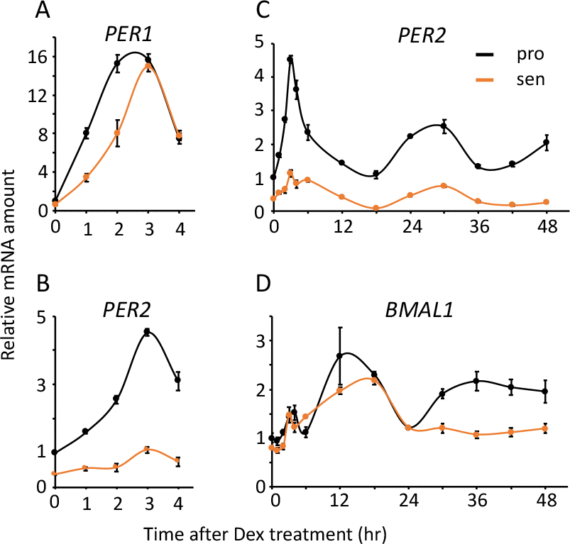 Acute and circadian profiles of endogenous circadian genes were altered in the senescent cells. Acute responses of PER1 (A) and PER2 (B), and circadian profiles of PER2 (C) and BMAL1 (D) induced by Dex were quantified. Each sample was normalized by 18S rRNA. Time 0 of proliferative cells were set to 1 for each gene.