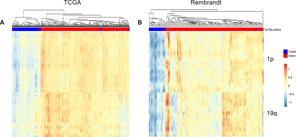 Predicting 1p/19q status by smoother algorithm. The hierarchical clustering of TCGA and Rembrandt cohorts by using smoothed gene expression on 1p and19q respectively.