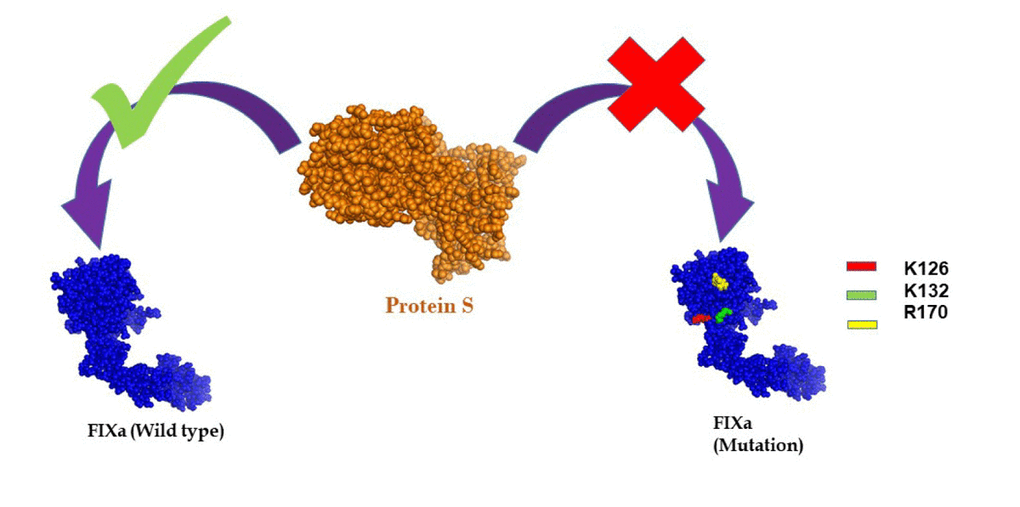 Wild type FIXa binds to Protein S, but the binding ability was abolished due to the mutation of the amino acid residues- lysine 126 (K126), lysine 132 (K126) and arginine 170 (R170) in the heparin-binding exosite region of FIXa.