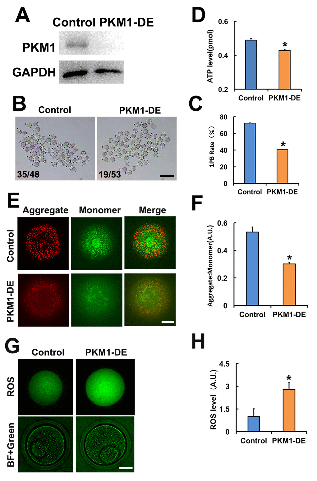PKM 1 is essential for oocyte maturation and quality. A. Western blot results confirming nearly complete PKM1 depletion induced by specific antibody transfection. GAPDH was used as a loading control. B. Bright field images of control and PKM1-depleted (PKM1-DE) oocytes. Arrowheads indicate oocytes containing first polar bodies (1PB). Numbers indicate the ratio of 1PB oocytes/total oocytes. C. Quantification of 1PB presence in control and PKM1-depleted oocytes. D. ATP quantification in control and PKM1-depleted oocytes. E. JC1 fluorescence indicative of decreased mitochondrial membrane potential after PKM1 depletion. JC1 aggregates are red, monomers are green. F. Quantification of JC1 aggregate/monomer ratio in control and PKM1-depleted oocytes. G. ROS generation, revealed by DCFH-DA staining (green fluorescence), in control and PKM1-depleted oocytes. BF: Bright field. H. Quantification of ROS levels in control and PKM1-depleted oocytes. Scale bar for B, 200 µm; for E and G, 20 µm. * p ˂ 0.05.