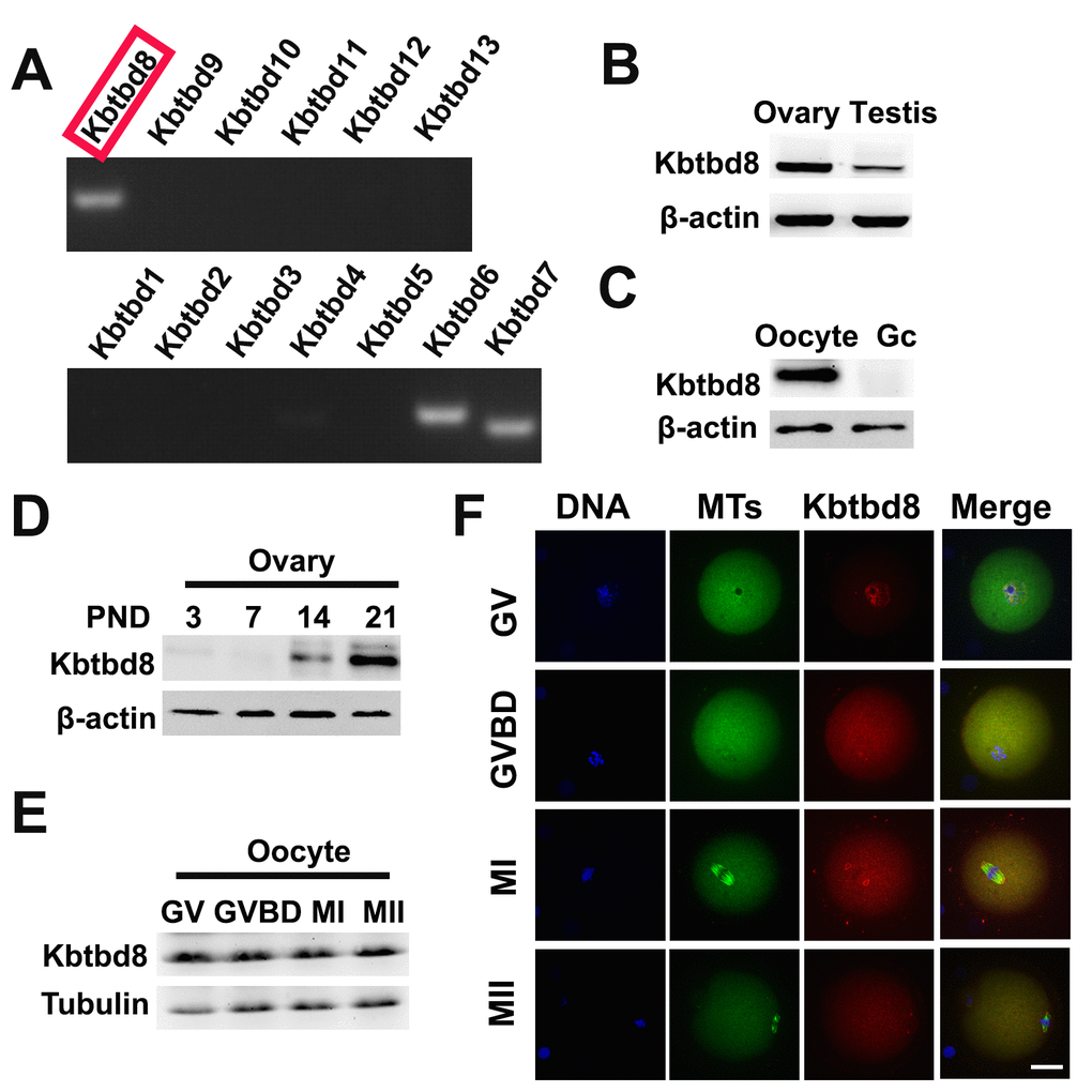 KBTBD8 is enriched in the ovary, oocytes, and meiotic spindles. A. Oocyte expression of KBTBD protein family mRNAs. Strong expression of KBTBD6, 7, and 8 was observed. B. KBTBD8 protein expression by western blot in mouse ovaries and testis. Higher KBTBD8 levels were seen in ovaries. β-actin was used as loading control. C. KBTBD8 is expressed in oocytes but undetectable in granular cells (Gc). β-actin was used as loading control for western blot. D. Chronological expression of KBTBD8 in the mouse ovary. β-actin was used as loading control for western blot. PND: post-natal day. E. KBTBD8 expression during oocyte meiosis. Tubulin was used as loading control for western blot. F. KBTBD8 immunofluorescence during meiotic stages. KBTBD8 is abundant within the nucleus at GV, enriched near chromosomes at GVBD, and concentrated at the spindle poles at MI and MII. MTs: microtubules. Scale bar, 20 µm.