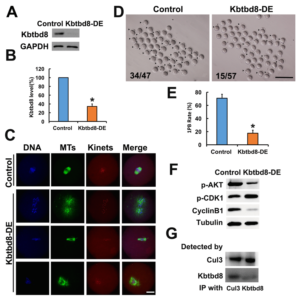 KBTBD8 is essential for meiosis and regulates multiple key kinases. A. Western blot confirmation of KBTBD8 depletion by specific antibody transfection in oocytes. GAPDH was used as a loading control. B. Quantification of KBTBD8 levels in control and KBTBD8-depleted oocytes. C. KBTBD8 depletion dramatically disrupted spindle organization in MI oocytes. MTs: microtubules; Kinets: kinetochores. D. Representative bright-field images of control and KBTBD8-depleted oocytes. Numbers in the image indicate ratio of 1PB oocytes/total oocytes. E. Quantification of 1PB extrusion rate. F. Western blots showing decreased p-Akt and cyclin B1, and increased p-Cdk1 expression in KBTBD8-depleted oocytes. Tubulin was used as a loading control. G. Co-IP results demonstrating that KBTBD8 interacts with cul3. Scale bars, 20 µm for C, 200 µm for D. *p ˂ 0.05.