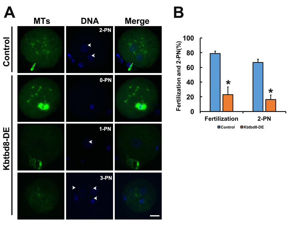 KBTBD8 is essential for normal fertilization. A. Immunofluorescence assessment of fertilization. Most control oocytes showed the normal 2 pronuclei (PN), while most fertilized oocytes in the KBTBD8-depleted group had abnormal pronuclei numbers (0-PN, 1-PN, or 3-PN). MTs: microtubules. Scale bar, 20 µm. B. Quantification of fertilization rate (fertilized oocytes/total oocytes) and 2-PN rate (2-PN oocytes/fertilized oocytes). *p ˂ 0.05.