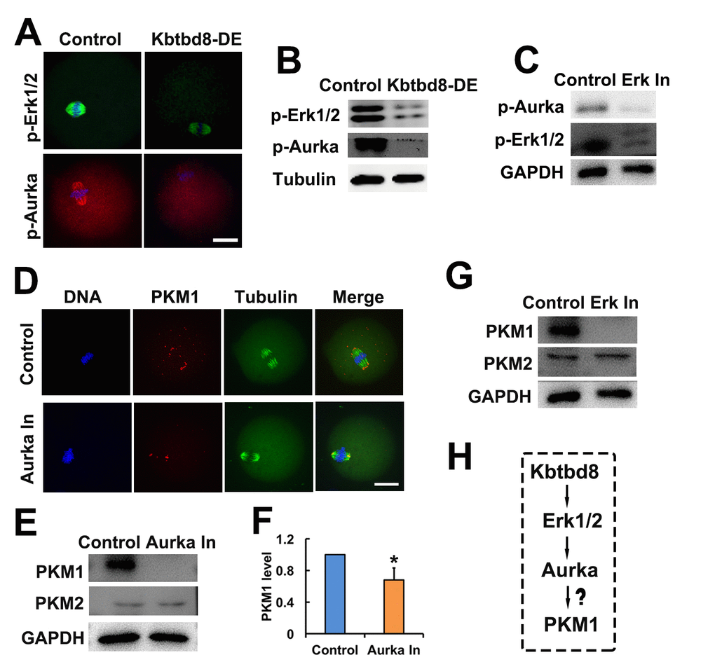 The KBTBD8→Erk1/2→Aurora A axis regulates PKM1 levels. A. Immunofluorescent staining of p-Erk1/2 and p-Aurora A (p-Aurka) staining in oocytes, showing decreased expression after KBTBD8 depletion. B. Decreased p-Erk1/2 and p-Aurora A expression after KBTBD8 depletion was confirmed by western blot. Tubulin was used as loading control. C. Immunoblots showing that Erk1/2 inhibition (Erk In) decreases p-Aurora A expression. GAPDH was used as loading control. D. PKM1 immunofluorescence showing that Aurora A inhibition (Aurka In) reduced both cytoplasmic and pole PKM1 expression. E. Western blot results showing that Aurora A inhibition reduced PKM1, but not PKM2, expression. GAPDH was used as loading control. F. Densitometric quantification of PKM1 immunoblotting data from experiments like those shown in (E). G. Western blots showing that Erk1/2 inhibition also reduced PKM1 expression, without affecting PKM2. H. Signaling pathway model of KBTBD8-mediated control of oocyte energy metabolism. Scale bar, 20 µm, *p ˂ 0.05.