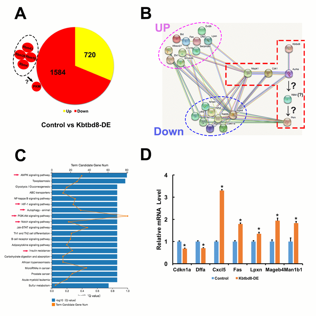 Transcriptome-wide characterization of KBTBD8-regulated pathways. A. Comparative mRNA sequencing in control and KBTBD8-depleted oocytes identified 2304 differentially-expressed genes (KBTBD8/control, log2 > 2). Among these, 1584 (69%) were downregulated while 720 (31%) were upregulated. Although the PKM log2 ratio was lower than 2 (90.83/50.51 = 1.84), its downregulation is consistent with our immunofluorescence and molecular analyses in KBTBD8-depleted oocytes. Also, the log2 ratios of 3 potential splicing enzymes for PKM1, RBM10, 38, and 43, were over or close to 2, so they were also considered as downregulated. Although the log2 ratio of RBM4 was only 0.73, based on its reported splicing activity on PKM1 we included it as another potential PKM1 splicing factor. B. Protein network showing the 18/200 top differentially expressed genes (log2 ratio > 5) that interact with the proteins in our pathway model. Of those, 10 were upregulated and 8 were downregulated. C. Overall pathway classification of all differentially-expressed genes. Multiple pathways, essential for the regulation of oocyte meiosis and quality, are represented; they include AMPK, HIF-1, Notch, PI3K-Akt, insulin resistance, and autophagy (red arrows). D. q-PCR expression analysis of 7 of the 200 differentially expressed genes verified the credibility of our sequencing data.