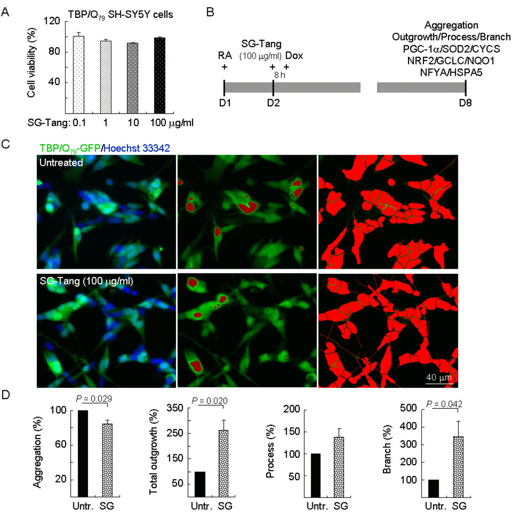 Neuroprotective effects of SG-Tang in TBP/Q79-GFP-expressing SH-SY5Y cells. (A) Cytotoxicity of SG-Tang (0.1−100 μg/ml) in uninduced cells using the MTT assay (n = 3). To normalize, the relative untreated cell viability was set as 100%. (B) Experimental flowchart. TBP/Q79-GFP SH-SY5Y cells were plated on dishes with retinoic acid (RA, 10 µM) added at day 1 to initiate neuronal differentiation. Next day, SG-Tang (100 μg/ml) was added to the cells for 8 h followed by inducing TBP/Q79-GFP expression (+ Dox, 5 µg/ml) for 6 days. Aggregation, neurite outgrowth, process, and branch were assessed by HCA. In addition, relative PGC-1α, NRF2, NFYA, and downstream targets were analysed by immunoblotting using specific antibodies. (C) Representative microscopic images of differentiated TBP/Q79-GFP-expressing SH-SY5Y cells untreated (top row) or treated with SG-Tang (bottom row), with nuclei counterstained in blue (left) or aggregates marked in red (middle). Shown right were images of the neurites and cell bodies outlined by red color for outgrowth quantification. (D) Relative aggregation, neuronal outgrowth, process, and branch of TBP/Q79-GFP-expressing SH-SY5Y cells with SG-Tang treatment (n = 3). To normalize, the relative aggregation, outgrowth, process, or branch level in untreated cells was set as 100%. P values: comparisons between treated and untreated cells.
