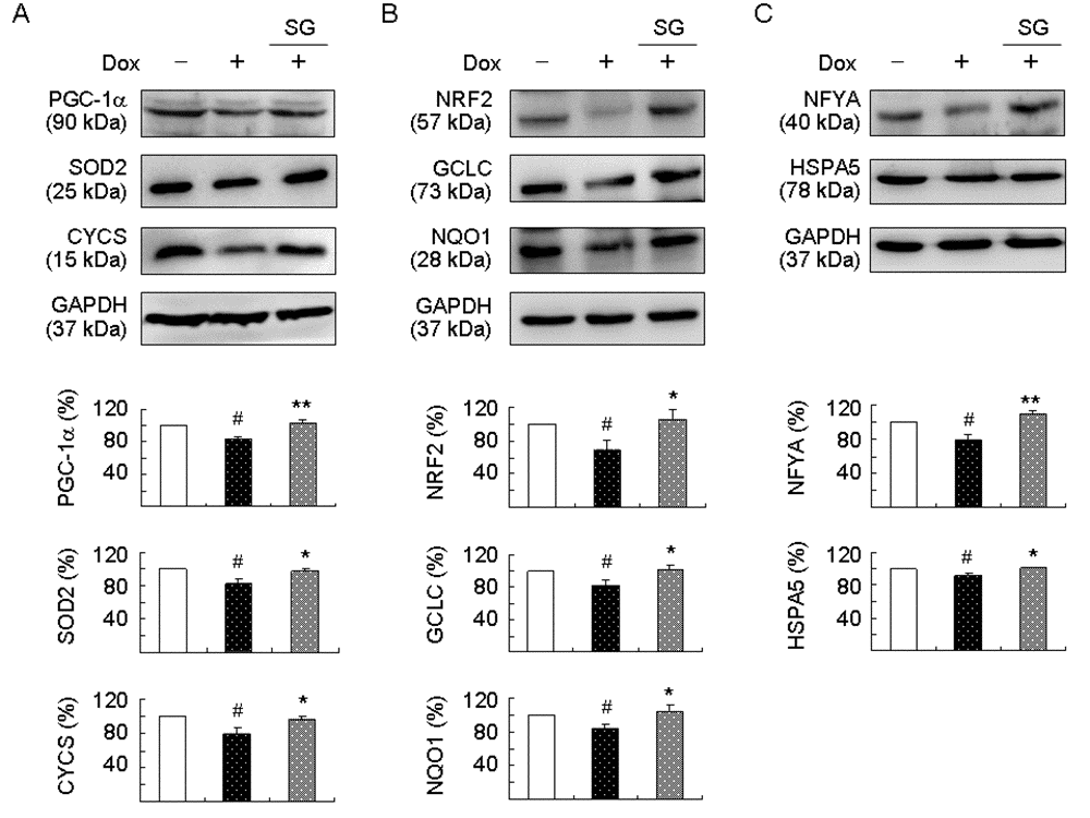 Enhanced expression of PGC-1α, NRF2, and NFYA pathways following SG-Tang administration on TBP/Q79-GFP-expressing SH-SY5Y cells. On day 2, differentiated SH-SY5Y cells were pretreated with 100 μg/ml SG-Tang for 8 h and TBP/Q79-GFP expression was induced for 6 days. Relative (A) PGC-1α, SOD2, and CYCS; (B) NRF2, GCLC, and NQO1; and (C) NFYA and HSPA5 protein levels were analysed by immunoblotting using specific antibodies. Levels of protein were normalized to GAPDH internal control (n = 3). Relative protein levels were shown below the representative Western blot images. To normalize, expression level in uninduced (without Dox) cells was set at 100%. P values: comparisons between induced and uninduced cells (#: P P P 
