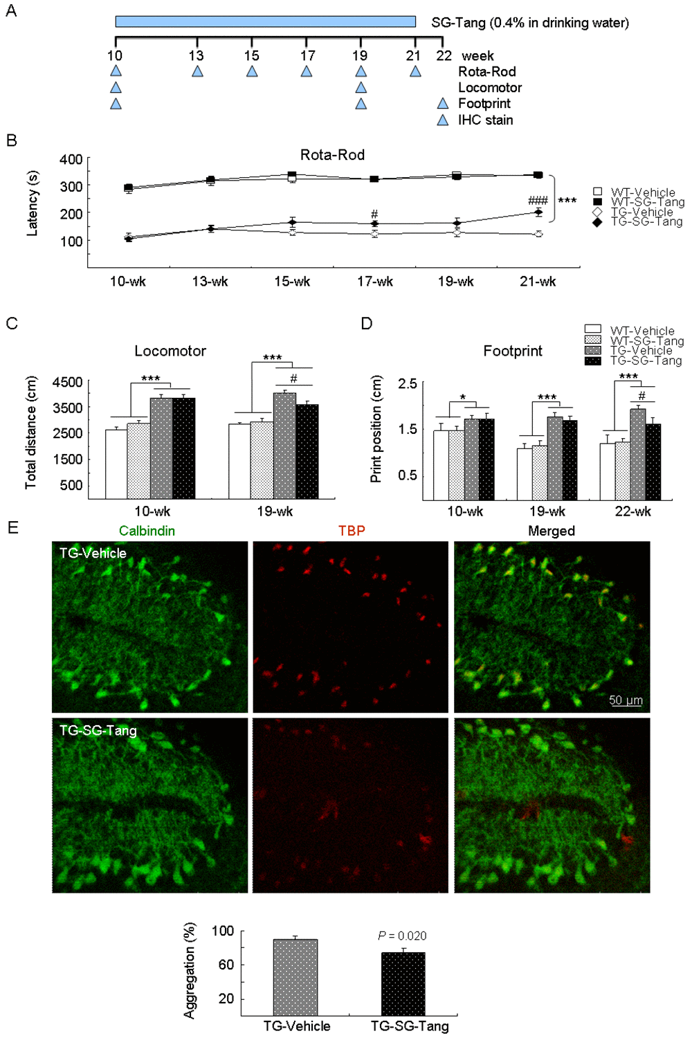 Neuroprotective effect of SG-Tang in SCA17 mice. (A) Experimental timeline. Mice received vehicle or SG-Tang (0.4% in drinking water) from 10 to 21 weeks old. Behavioral analyses were performed during (rotarod task) as well as at the beginning and the end (locomotor and footprint tasks) of the period to evaluate the treatment effect. In addition, IHC staining with 1TBP18 was performed at week 22. (B) Rotarod performance of wild type (WT) and SCA 17 transgenic (TG) mice at weeks 10, 13, 15, 17, 19, and 21 (n = 15; #: P ### or ***: P C) Locomotor analysis of WT and SCA 17 TG mice at weeks 10 and 19 (n = 16; #: P P D) Footprint analysis of WT and SCA 17 TG mice at weeks 10, 19, and 21 (n = 14; # or *: P P E) IHC staining of TBP aggregates (red) in calbindin-positive Purkinje cells (green) of SCA17 TG mice at week 22 (n = 3).