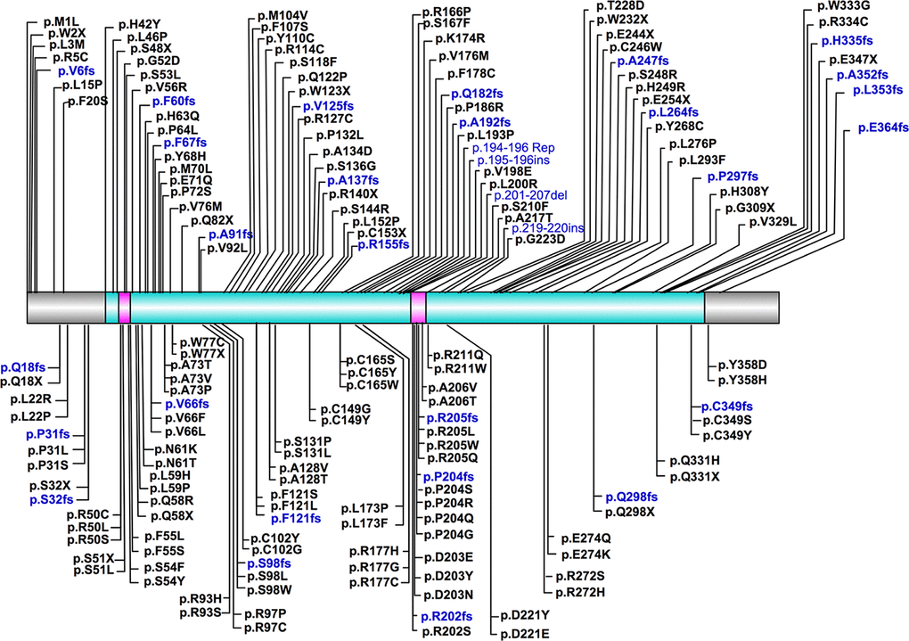 Schematic representation of position of CHST6 variants and its protein domains. The sulfotransferase domain (residue 42-356) was labeled in cyan, and the two PAPS binding sites (residue 49-55 and 202-210) were labeled in carmine.