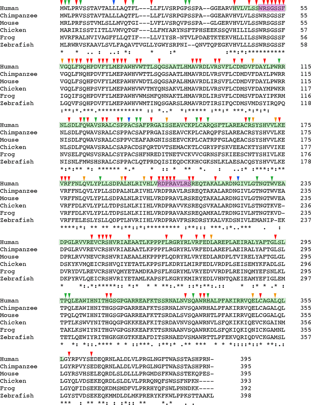 Multiple sequence alignment result of CHST6 protein. Protein sequences for CHST6 retrieved from NCBI for human, chimpanzee, mouse, chicken, frog and zebrafish showed amino acid conservation among different vertebrate species (for mouse, the sequence of CHST5 was used here). The sulfotransferase domain (residue 42-356) was labeled in cyan, and the two PAPS binding sites (residue 49-55 and 202-210) were labeled in carmine. Arrowheads indicated amino acid changes caused by reported human mutations. Strongly conserved positions were labeled with red or orange arrowheads, while weakly conserved ones were labeled with blue or green arrowheads (annotated by Clustal Omega).