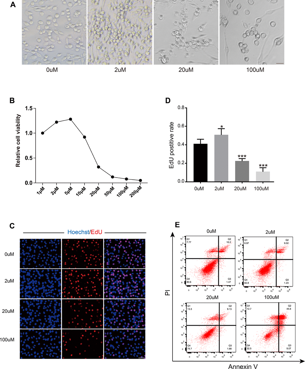 Resveratrol had a dose-dependent effect on OSCs. (A) The morphology of OSCs after treatment with Res at different concentrations. Scale bar, 20 μm. (B) Cell viability of OSCs after treatment with Res. (C) Immunofluorescence images of EdU-positive cells. Scale bar: 50 μm. (D) The EdU-positive rate of OSCs after treatment with Res. *p E) Flow cytometry apoptotic analysis of OSCs after treatment with gradient concentrations of Res.