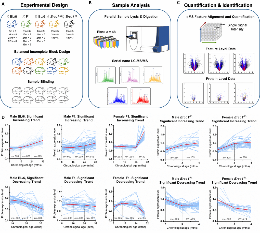 Unbiased detection of age-related changes in protein expression in mouse liver. (A) Details of input tissue samples (age in months and n per group) and methods of bias mitigation for sample preparation and analysis, including the creation of a balanced incomplete block design for all processing and analysis steps and sample blinding. For the Ercc1-/Δ mouse liver the n refers to mutant mice / littermate controls. (B) Sample processing block size and representative mass chromatograms generated from each sample. See methods section for more detail. (C) Alignment, extraction, and storage of mass spectral feature data from raw mass spectrometer output based on retention time and accurate mass, allowing for quantification of each proteomic signal across all samples, results of which are shown in example feature level volcano plots. The y-axis is the negative log of p-value; the x-axis is the log fold-change in protein abundance. All features associated with a protein are combined to calculate protein expression as shown in volcano plots indicating proteins (individual dots) that were significantly increased or decreased in expression in old vs. young mice and the extent of that change in expression. (D) Plots of the relative abundance of all proteins (individual blue lines) that change significantly with aging as identified by one-way ANOVA. Protein expression was measured cross-sectionally throughout the lifespan of inbred male C57BL/6Jnia, male f1a (C57BL6/Jnia:Balb/cBy), female f1b (C57BL/6J:FVB/NJ), male f1b (C57BL/6J:FVB/NJ) Ercc1-/Δ , and female f1b (C57BL/6J:FVB/NJ) Ercc1-/Δ mouse livers. The graphs are separated into proteins that increased in expression with chronological age (top) or decreased (bottom). The red line represents the mean protein abundance for significantly altered proteins in that group. m= the slope between time points. Significance cutoffs as delineated in Supplementary Table 2.