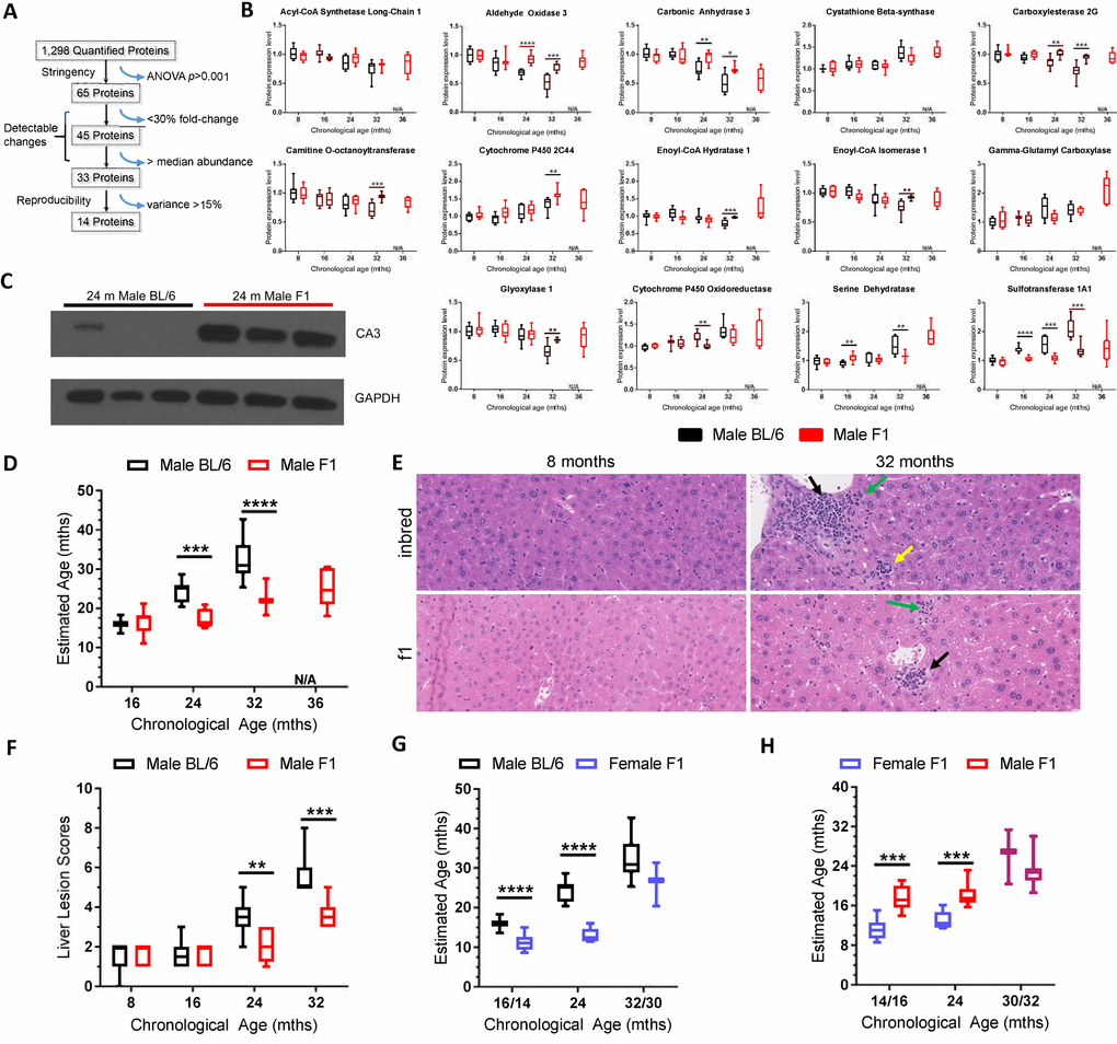 Selection of the biological age calculator protein panel and its application to other strains of wild-type mice. (A) Illustration of how the 14 protein panel was selected from the 1,298 proteins that were quantified in liver of C57BL/6Jnia mice. 65 proteins had a one-way ANOVA pB) Expression of the 14 proteins selected for the biological age calculator in male C57BL/6J mouse liver (black) and male f1a mouse liver (red) at multiple ages. (C) Immunoblot detection of carbonic anhydrase 3 expression in liver from three 24 month-old inbred and three f1a mice. The tissue lysates used were the same as those used in the MS experiments, providing intra-experimental validation. (D) The combined expression data from the panel of 14 proteins sets the biological (estimated) age to the chronological age for the reference group of mice, C57BL/6Jnia (i.e., the black bars define 16, 24 and 32 months according to the biological age calculator; see methods for more details). Red bars represent the summation of the data on the same 14 proteins in male f1a mice estimating their biological age at the chronological ages of 8, 16, 24, and 32 months relative to the reference strain. (E) Representative images of liver sections from male inbred (C57BL/6Jnia) and f1a (C57BL6/Jnia:Balb/cBy) mice at two ages. The older mice show numerous age-related lesions consisting of portal inflammation (green arrows), portal duct hyperplasia (yellow), microgranulomas (black) and mild intermittent hepatic degeneration. The inbred mice had more extensive age-related lesions than the f1a mice. (F) The composite lesion score reflects the incidence and severity of a specific panel of age-related liver lesions and was used as a separate calculator of biological age, in the same C57BL/6Jnia (black) and f1a (red) male mice used for proteomic analysis. (G) Same as (D) but for female mice of a different f1b strain (blue). The female mice were analyzed at 14 rather than 16 months of age and 30 vs. 32 months of age (x-axis). (H) Estimated biological age of f1b female (blue) vs. f1a male mice (red). Significance testing for all panels using Student’s unpaired, equal variance t-test, error bars show SEM. *pppp