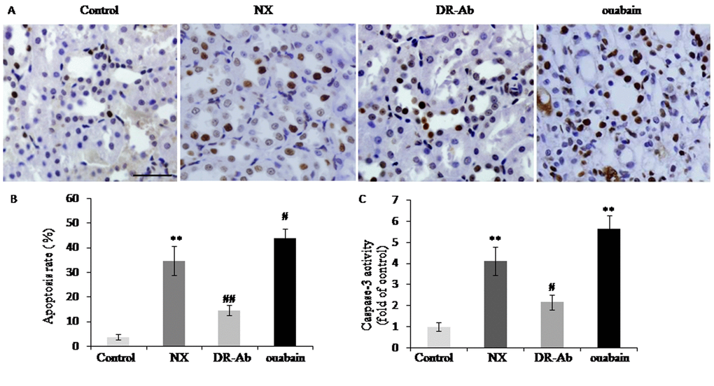 DRm217 attenuated but ouabain strengthened renal tubular cells apoptosis. (A) Represent images for TUNEL staining. (B) Statistical result of TUNEL positive cells. (C) Caspase 3 activity in different-treated renal tissues. n=6-8. Means±SEM; * p, **ppp