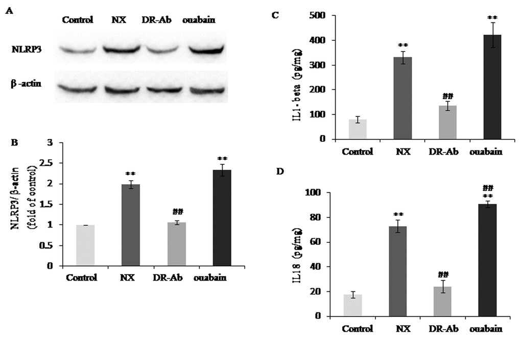 DRm217 attenuated but ouabain strengthened inflammation in renal tissues of 5/6 nephrectomized rats. (A, B) Representative western blotting image and quantitative analysis of NLRP3. (C, D) ELISA analysis of protein levels of IL-1β and IL-18. n=6-8. Means±SEM; * p, **ppp