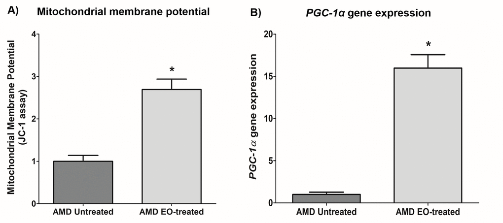 Effect of EO on mitochondrial membrane potential and PGC-1α gene expression. This figure shows increased mitochondrial membrane potential in EO-treated AMD RPE cells (A) and increased PGC-1α gene expression in EO-treated AMD cybrids (B). * indicates p