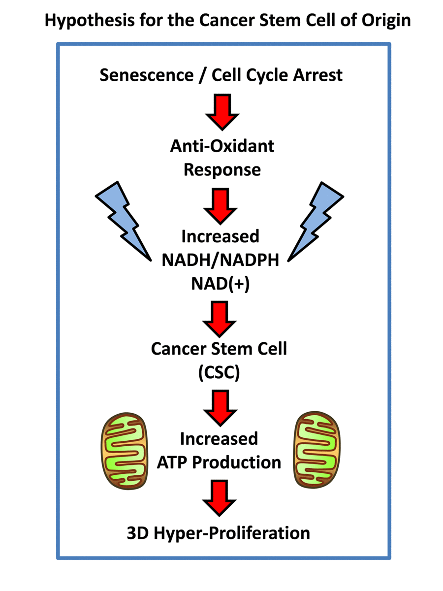 Hypothesis for how senescent cells can mechanistically become cancer stem cells. Senescent cells undergoing cell cycle arrest mount an anti-oxidant defense, to increase their levels of NADH. In turn, increased NADH levels are known to be sufficient to rescue senescent cells from cell cycle arrest, allowing new cell proliferation, by “re-activating” or “resuscitating” senescent cells. Increased mitochondrial power would then drive elevated ATP production and 3D anchorage-independent growth, fostering the generation and propagation of the cancer cell of origin.