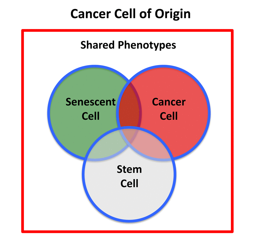 Cancer stem cell of origin. The cancer stem cell of origin would be predicted to have a chimeric- or hybrid-phenotype, retaining elements of i) senescent cells, ii) cancer cells, and iii) stem cells, as we observe in e-CSCs.