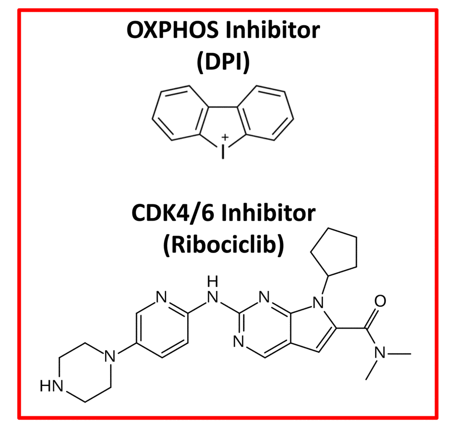 Therapeutic targeting of e-CSCs. Experimentally, both an OXPHOS inhibitor (Diphenyleneiodonium; DPI) and a CDK4/6 (Ribociclib) inhibitor were effective in abrogating the 3D-propagation of e-CSCs.