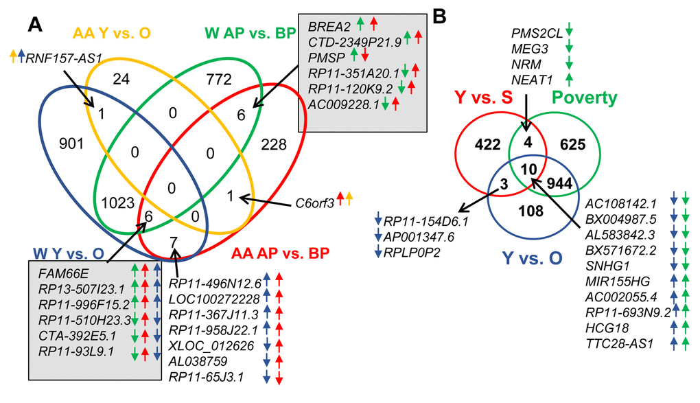 Comparison of lncRNA level changes with age, poverty and senescence. (A) Significantly changed lncRNA abundance was compared between African American (AA) males living below poverty (BP) and above poverty (AB) to white males (W) living below and above poverty. (B) Changes in lncRNAs levels in whites with poverty and age were also compared to significantly changed senescence-associated lncRNAs (SAL-RNAs) identified previously [31]. The comparisons in (A) were done using the Seqname and (B) using Gene symbol, hence the slight differences in numbers. Arrows indicate the direction of change (higher or lower) in the comparisons. The color of the arrow indicates the comparison examined.