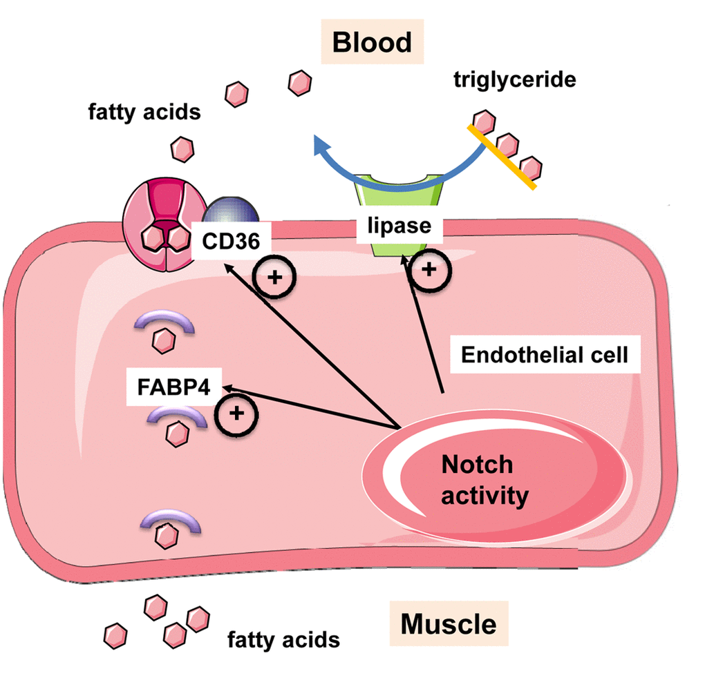 Notch signaling in endothelial cells induces transcription of genes needed for trans-endothelial flux of fatty acids. Endothelial Notch signaling induces expression of endothelial lipase for the hydrolysis of triglycerides into free fatty acids. Long chain fatty acids are taken up by fatty acid transporters and CD36, and shuttled through the cell by fatty acid binding protein-4 (FABP4). After release at the basal site, fatty acids can be taken up by myocytes.