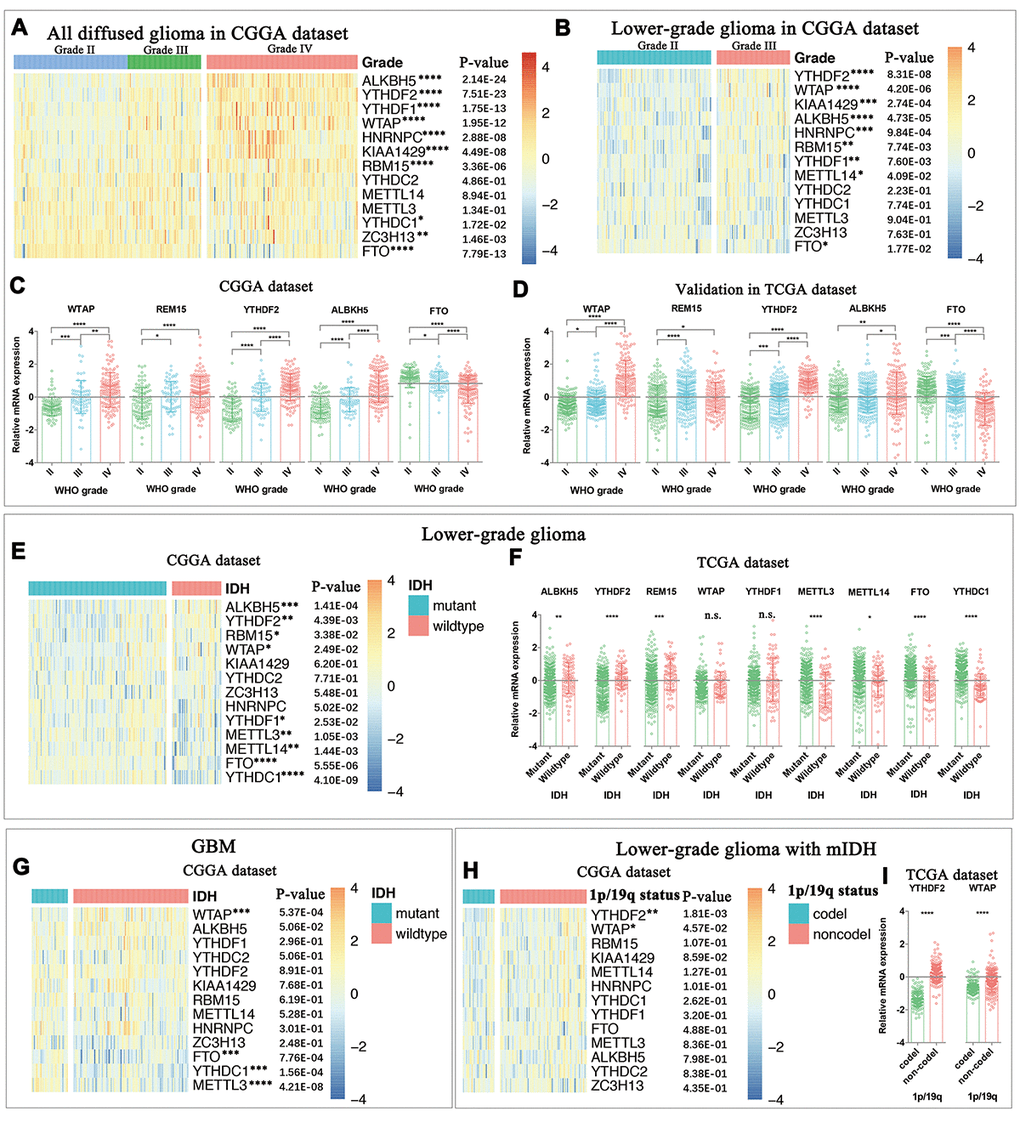 Expression of m6A RNA methylation regulators in gliomas with different clinicopathological features. (A-D) The expression levels of thirteen m6A RNA methylation regulators in gliomas with different WHO grades. (E-F) The expression levels of m6A RNA methylation regulators in LGG with different IDH status. (G) The expression levels of m6A RNA methylation regulators in GBM with different IDH status. (H) The expression levels of m6A RNA methylation regulators in IDH-mutant (mIDH) LGG with different 1p/19q codeletion status. * P 