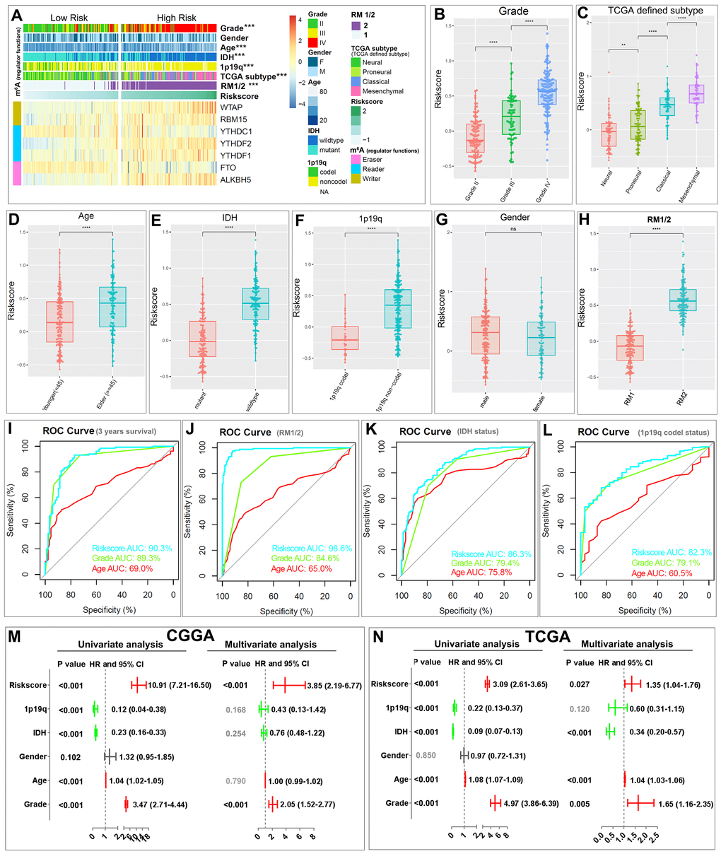 Relationship between the risk score, clinicopathological features and RM1/2 subgroups. (A) The heatmap shows the expression levels of the seven m6A RNA methylation regulators in low- and high-risk gliomas. The distribution of clinicopathological features was compared between the low- and high-risk groups. *** PB–H) Distribution of risk scores in the CGGA dataset stratified by WHO grade (B), TCGA subtype (C) age (D), IDH status (E), 1p/19q codel status (F), gender (G) and RM1/2 subgroups (H). **P I-L) ROC curves showed the predictive efficiency of the risk signature, WHO grade, and age on the three-year survival rate (I), RM1/2 subgroups (J), IDH-mutant status (K) and 1p/19q codel status (L). (M-N) Univariate and multivariate Cox regression analyses of the association between clinicopathological factors (including the risk score) and overall survival of patients in the CGGA (M) and TCGA (N) datasets. ns no significance, *** P 