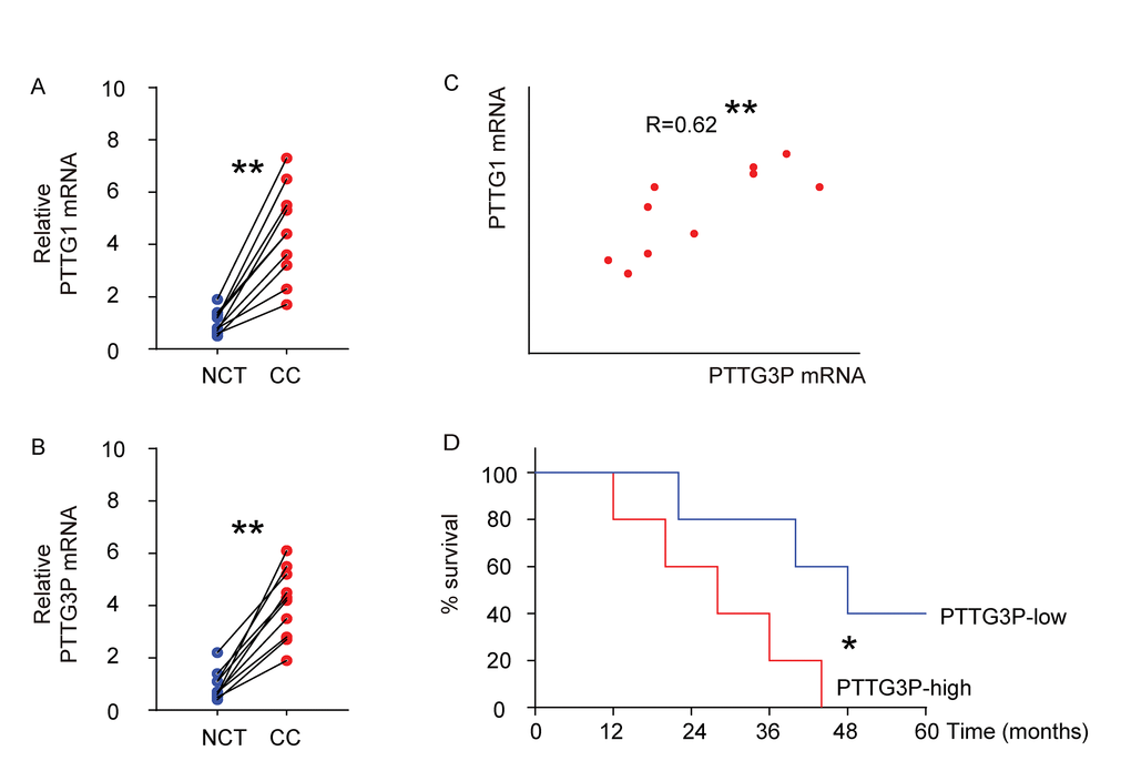 High PTTG1 and PTTG3P levels are detected and positively correlated in CC specimens. (A-B) The mRNA levels of PTTG1 (A) and PTTG3P (B) were examined in 10 CC specimens, compared to the paired adjacent normal cervical tissue (NCT) by RT-qPCR. Data were analyzed using Wilcoxon Test. (C) Bivariate correlations between PTTG1 and PTTG3P levels in CC were calculated by Spearman's rank correlation coefficients. (D) Kaplan-Meier curve was applied to record the overall survival of the patients that were differentiated into PTTG3P-high group and PTTG3P-low group using the cut-off point of median level of PTTG3P. *p