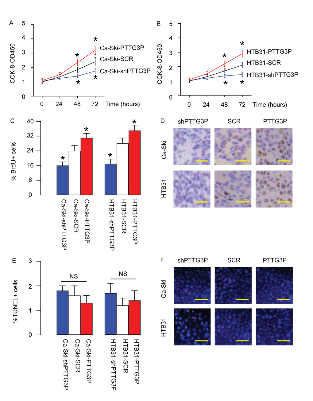 PTTG3P promotes CC growth through increase in cell proliferation. (A-B) The effects of PTTG3P on the growth of Ca-Ski cells (A) and HTB31 (B) were assessed in an CCK-8 assay. (C-D) BrdU assay was used to measure cell proliferation, shown by quantification (C), and by representative images (D). (E-F) TUNEL assay was used to measure cell apoptosis, shown by quantification (E), and by representative images (F). *p