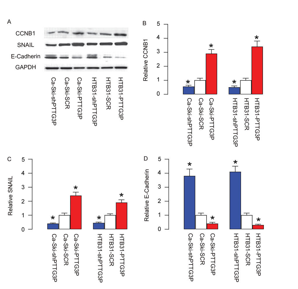 PTTG3P increases CCNB1, SNAIL and inhibits E-Cadherin. (A) Representative gels for Western blot. (B) Quantification for CCNB1. (C) Quantification for SNAIL. (D) Quantification for E-Cadherin. *p