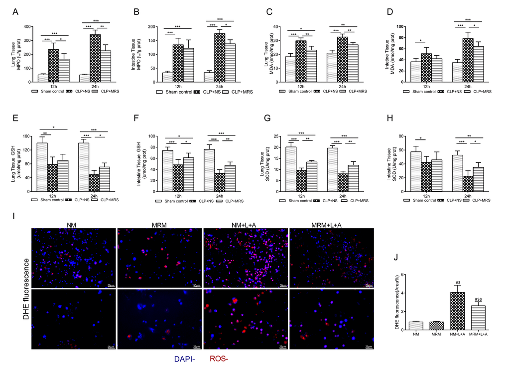  Figure 4. Eﬀects of methane on antioxidants and oxidative products. The lung and intestine tissues were harvested 12 and 24 h after cecal ligation and puncture (CLP) (n = 12). The (A-B) Myeloperoxidase (MPO), (C-D) malonaldehyde (MDA), (E-F) glutathione (GSH) and (G-H) superoxide dismutase (SOD) in lung and intestine were detected 12 and 24h after CLP. (I–J) Representative dihydroethidium (DHE) fluorescence staining in RAW 264.7 cells and the calculated fluorescence intensity (Scale bars: 25 μm and 50 μm) (n = 3). (Data are shown as the mean ±SD. *P  **p ***P #P  $p &P 