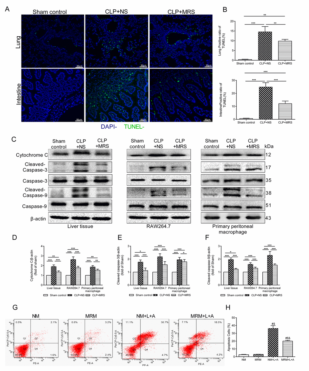  Figure 5. Methane reduced apoptosis induced by sepsis. The lung and intestine tissues were harvested 12 and 24h after cecal ligation and puncture (CLP) (n = 12). (A) Representative TUNEL staining in lung and intestine tissues (Scale bars: 50μm). (B) The percentage of TUNEL positive cells were measured. (C) Representative Western blot and quantitative analysis of (D) Cytochrome c, (E) caspase-3, (F) caspse-9 in lung tissue, RAW264.7 cells and primary peritoneal macrophages. (G-H) Flow cytometry analysis of RAW264.7 cell apoptosis percentage at 24 h after the stimulation of lipopolysaccharide+ adenosine-triphosphate (LPS+ATP) (n = 3). (Data are shown as the mean ±SD. *P  **p ***P #P  $p &P 