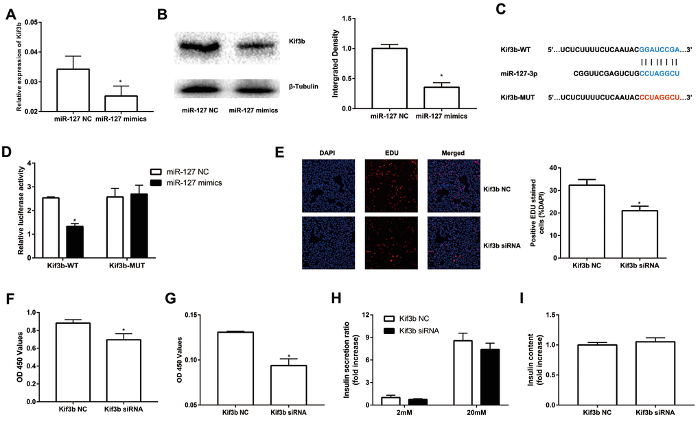 miR-127 suppressed cell proliferation by targeting Kif3b. Effects of overexpressed miR-127 on Kif3b mRNA (A) and protein expression (B) were estimated by qRT-PCR and Western blot respectively. (C) Schematic representation shows the predicted target sites of miR-127 at the 3′-UTR of Kif3b. A mutation in the seed matches is refereed as Kif3b-MUT. (D) Luciferase assay of the reporter plasmids harboring the intact or mutant Kif3b-3′UTR in MIN6 cells. EDU assay (E) and CCK-8 assay (F) were used to evaluate MIN6 cell proliferation. (G) CCK-8 assay was applied to evaluate primary islet cells viability. Insulin secreted in the supernatant (H) and cellular insulin content (I) were measured by ELISA and normalized to total protein content. The level of insulin in Kif3b NC group was defined as 1 and the results were shown as a relative fold of increase. The values are presented as the means ± SD. *p