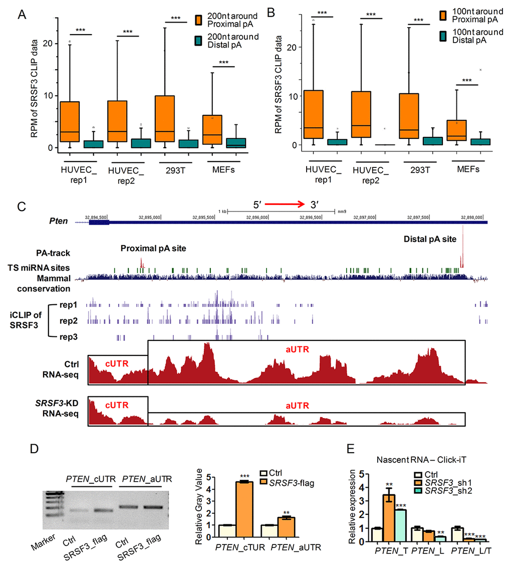 SRSF3 favors binding proximal pA sites and modulates APA at transcriptional level. (A-B) Box plots of public available human and mouse CLIP-seq data of SRSF3 in 3′ UTR shortened genes. Y axis represents the normalized tag intensity (reflected by RPM, reads per million) within 200 nt (A) or 100 nt (B) around the proximal and distal pA sites. Rep1 and rep2 means two biological replicates of HUVEC cells. (C) A combinated UCSC genome view near the 3′ UTR of mouse Pten containing PA-seq track, TargetScan predicted microRNA binding sties (TS miRNA sites), Mammal conservation score, SRSF3 iCLIP track (three replicates), RNA-seq track of control (Ctrl) and SRSF3-KD cells . cUTR and aUTR represent the common and alternative 3′ UTR of Pten, respectively. (D) Semi-quantitative RIP-PCR using cUTR or aUTR specific primer for PTEN on immunoprecipitated products separately harvested by anti-flag (SRSF3