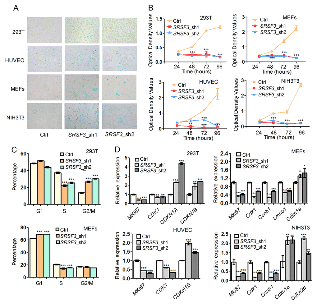 SRSF3 downregulation leads to senescence-associated phenotypes in both human and mouse cells. (A) SA-β-Gal staining before and after knockdown with two shRNAs (sh1 and sh2). (B) CCK-8 assay for cells with or without knockdown of SRSF3 in human and mouse cells. (C) Cell cycle analysis before and after knockdown of SRSF3 in 293T and MEF cells. (D) qRT-PCR revealed that knockdown of SRSF3 led to decreased expression of cell proliferation markers (MKI67, CDK1) and increased expression of senescence marker (CDKN1A or CDKN1B) in both human (293T and HUVEC) and mouse (MEFs and NIH3T3) cells. *, ** and *** mean P value less than 0.05, 0.01 and 0.001 (t-test), respectively.