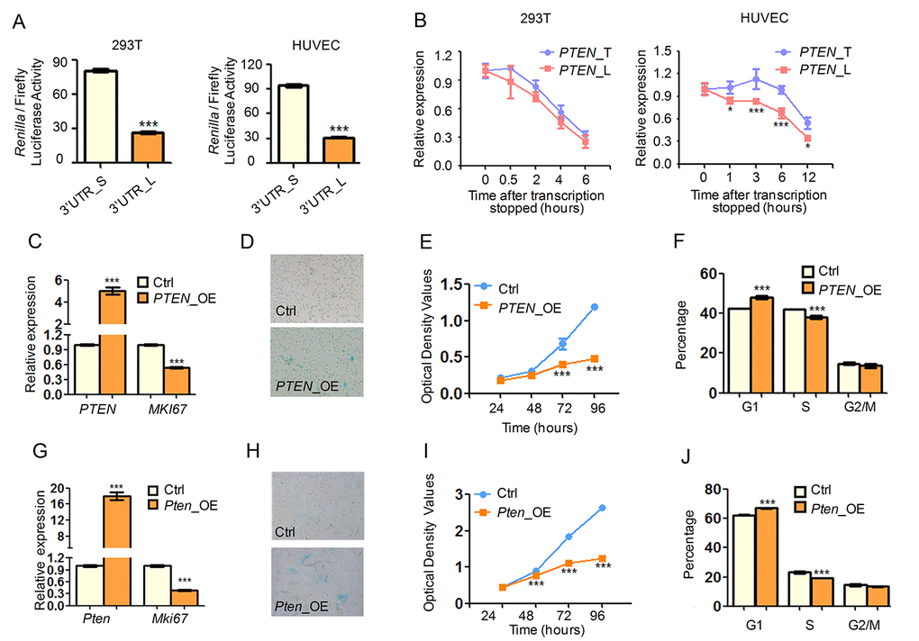 SRSF3-KD induced 3′ UTR shortening of PTEN produces more protein and contributes to senescence-associated phenotypes. (A) Dual luciferase assay for shorter (S) and longer (L) 3′ UTRs of PTEN in 293T (left) and HUVEC (right) cells. (B) RNA degradation curve of actD-inhibited transcription cells detected by qRT-PCR using primers specific for longer 3′ UTR (L) or targeting common region shared by longer and shorter 3′ UTR (T) of PTEN. (C, G) qRT-PCR indicated overexpression of PTEN (PTEN