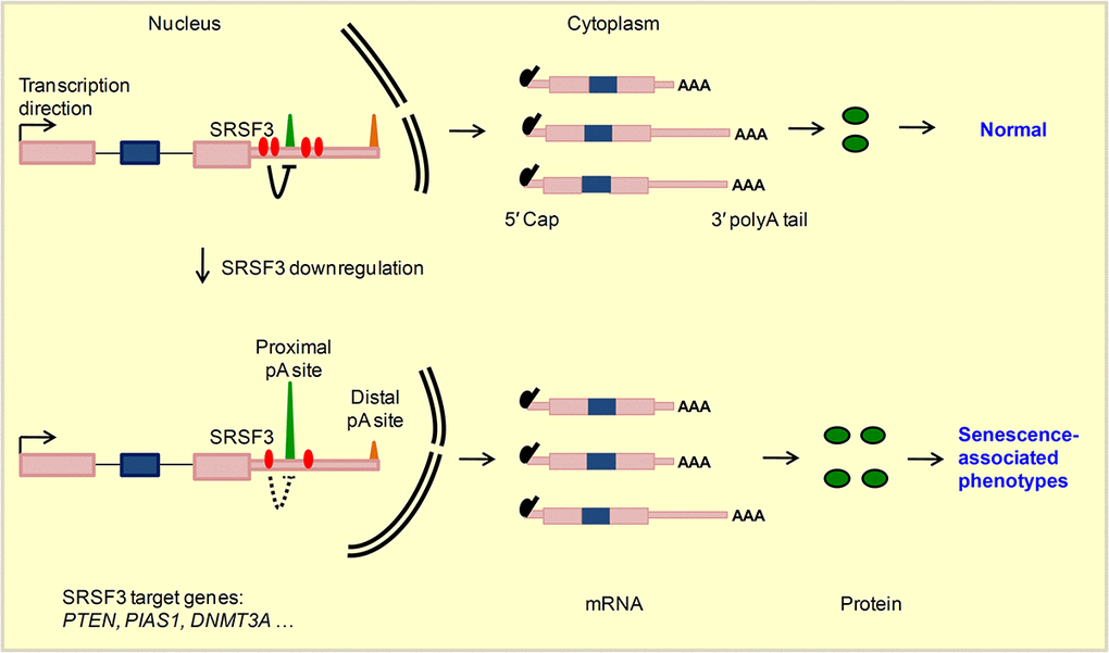 A working model for SRSF3-mediated 3′ UTR shortening contributes to cellular senescence. SRSF3 prefers proximal pA sites binding and represses nearby pA sites usage in target genes such as PTEN, PIAS1 and DNMT3A in normal conditions. Upon SRSF3 knockdown, the repression effect reduced, which in turn leads to the higher usage of corresponding pA sites and 3′ UTR shortening of target genes. Transcripts with shortened 3′ UTR generate more protein, possibly by escaping the miRNA targeting, and finally lead to senescence-associated phenotypes.