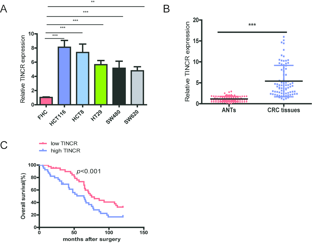 TINCR is frequently upregulated in CRC tissues and cell lines and predicts poor prognosis. (A) qRT-PCR analysis of TINCR expression in HCT116, HCT8, HT29, SW620, SW480 and FHC cells.GAPDH was used as an internal control. (B) qRT-PCR analysis of TINCR expression in 80 paired CRC tissues and and corresponding adjacent normal tissues. (C) Association of TINCR expression with OS (Kaplan-Meier plot). Data were shown as mean±S.D. of three independent experiments. **PP