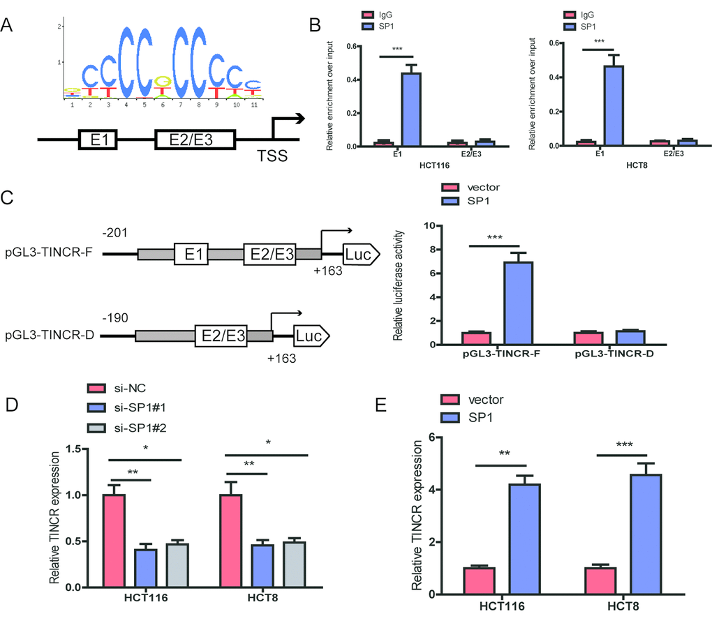SP1 is involved in TINCR upregulation. (A)The predicted positions of putative SP1 binding motif in human TINCR promoter. (B) ChIP assays were employed to show direct binding of SP1 to endogenous TINCR promoter regions. (C) A luciferase reporter assay was performed by cotransfecting the full TINCR promoter(pGL3-TINCR-F) or deleted TINCR promoter fragment E1 (pGL3-TINCR-D) with SP1 or blank vector in 293T cells. (D, E) qRT-PCR analysis of TINCR expression levels following SP1 upregulation and knockdown. Data were shown as mean ±S.D. of three independent experiments. * PPP