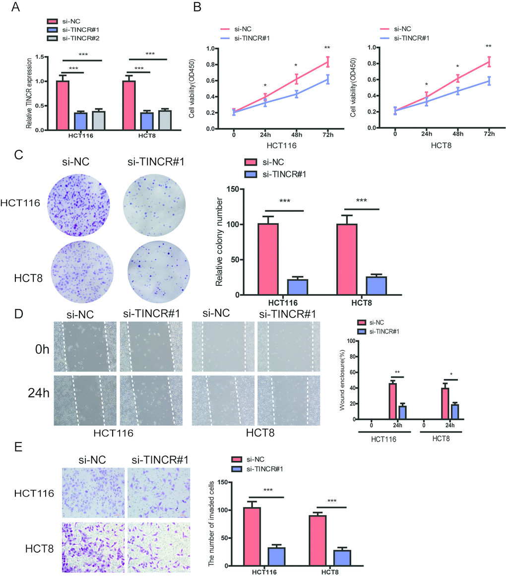 TINCR knockdown suppressed CRC cells proliferation, migration and invasion. (A) The relative expression of TINCR were detected after transfecting with siTINCR#1, siTINCR#2 or negative control (si-NC) in HCT116 and HCT8 cells. (B, C) Cells proliferation were evaluated in TINCR knockdown CRC cells using CCK-8 (B) and colony formation (C). (D, E) Wound healing (D) and transwell invasion (E) assays were performed to assess the ability of TINCR knockdown CRC cells. Data were shown as mean±S.D.. *PPP