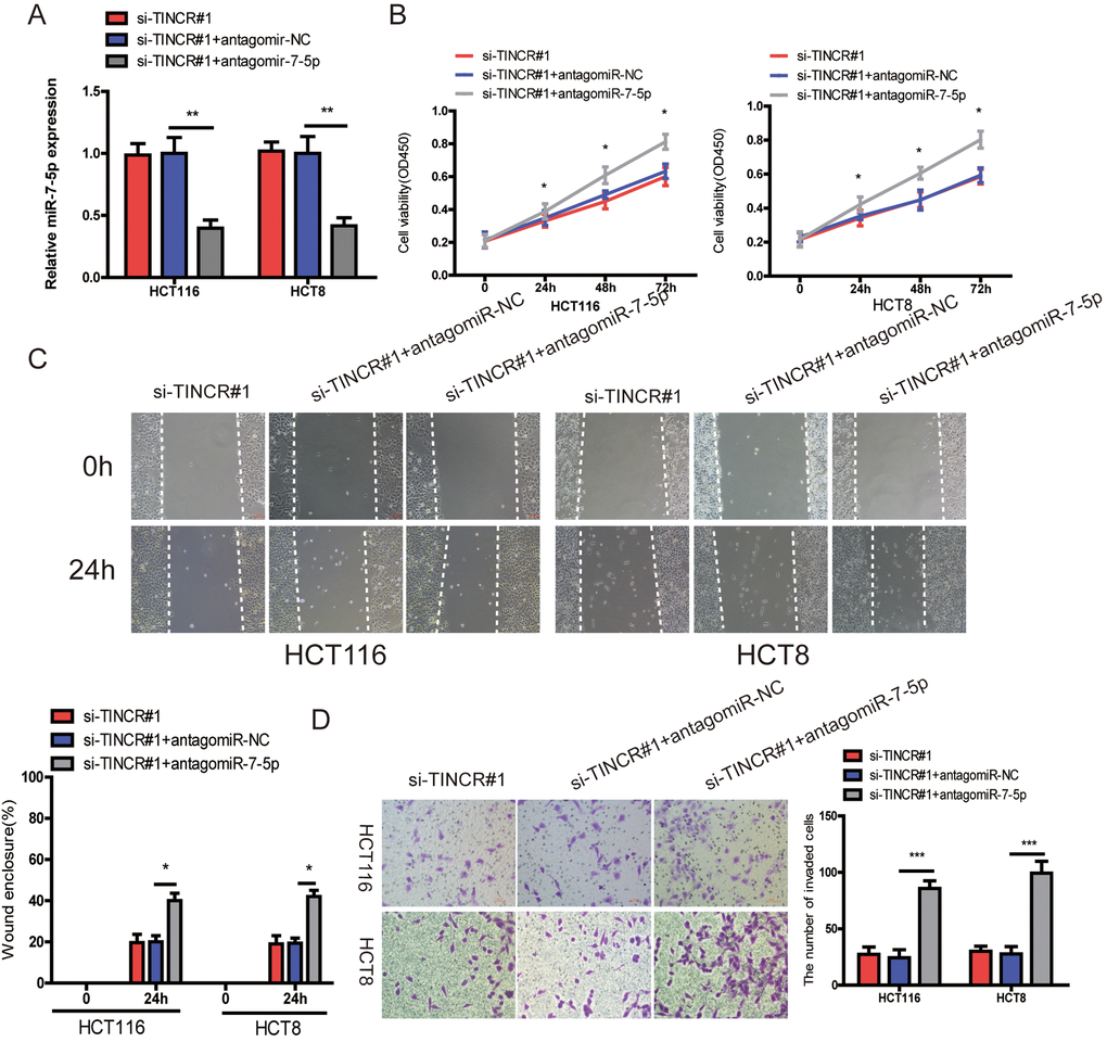 miR-7-5p inhibition could reverse the inhibitory effect of TINCR downregulation. (A) miR-7-5p was downregulated in TINCR knockdown CRC cells. (B, C, D) The cell proliferation, migration and invasion were assessed using CCK-8 (B), Wound-healing (C) and transwell invasion (D) assays in cells cotransfected with siTINCR#1 and antagomiR-7-5p or antagomiR-NC. The data are shown as the mean±S.D. of three independent experiments. *PPP
