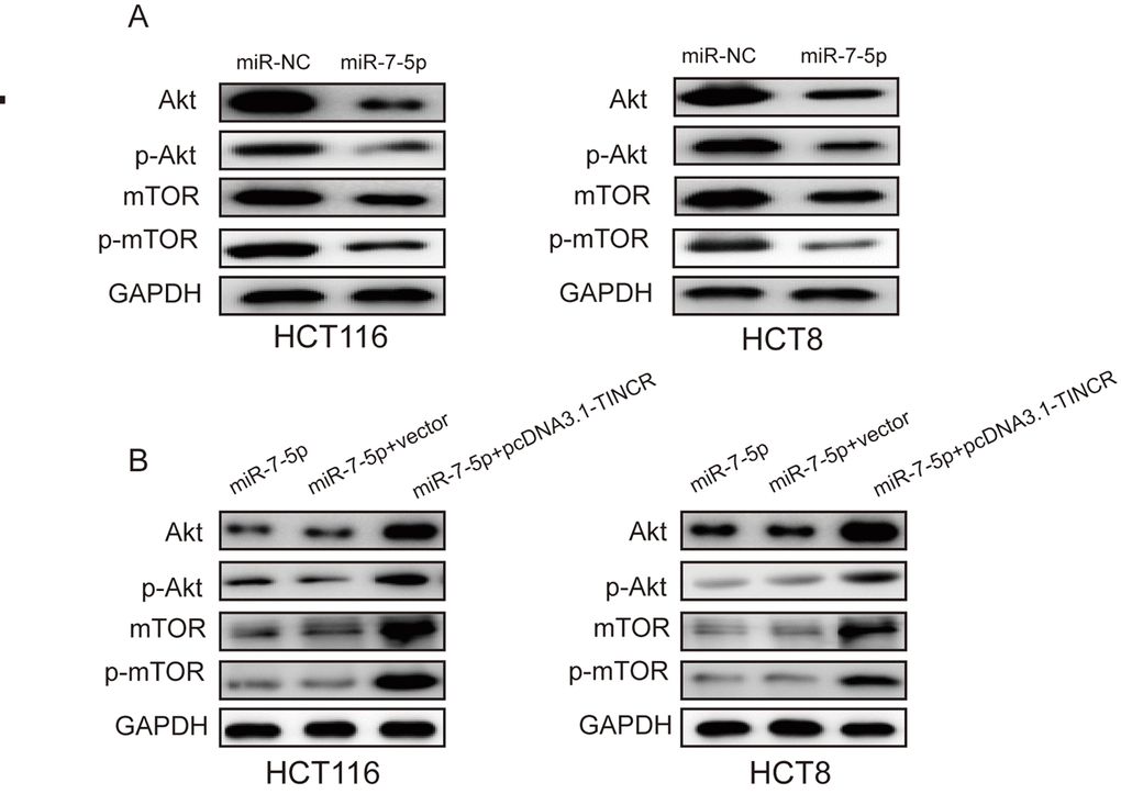 TINCR may promote CRC progression via PI3K/Akt/mTOR pathway. (A) miR-7-5p overexpression markedly inhibited the expression of Akt, p-Akt, mTOR and p-mTOR. (B) TINCR upregulation could restore the expression of Akt, p-Akt, mTOR and p-mTOR.